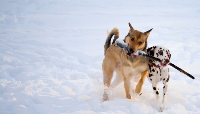 2shutterstock_44838898_Urheberrecht_Yurochka_Yulia