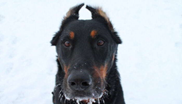 andreajaeggi_dogness_duke