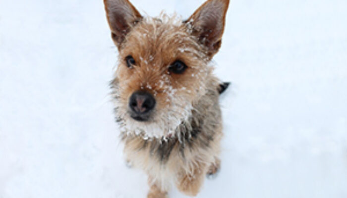 andreajaeggi_dogness_gismo