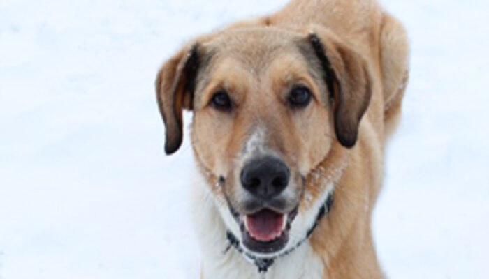 andreajaeggi_dogness_willow