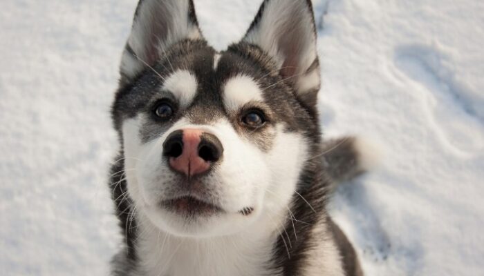 shutterstock_116271721_Urheberrecht_esbobeldijk