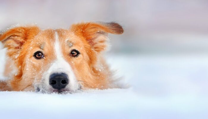 shutterstock_118809826_Urheberrecht_Ksenia_Raykova