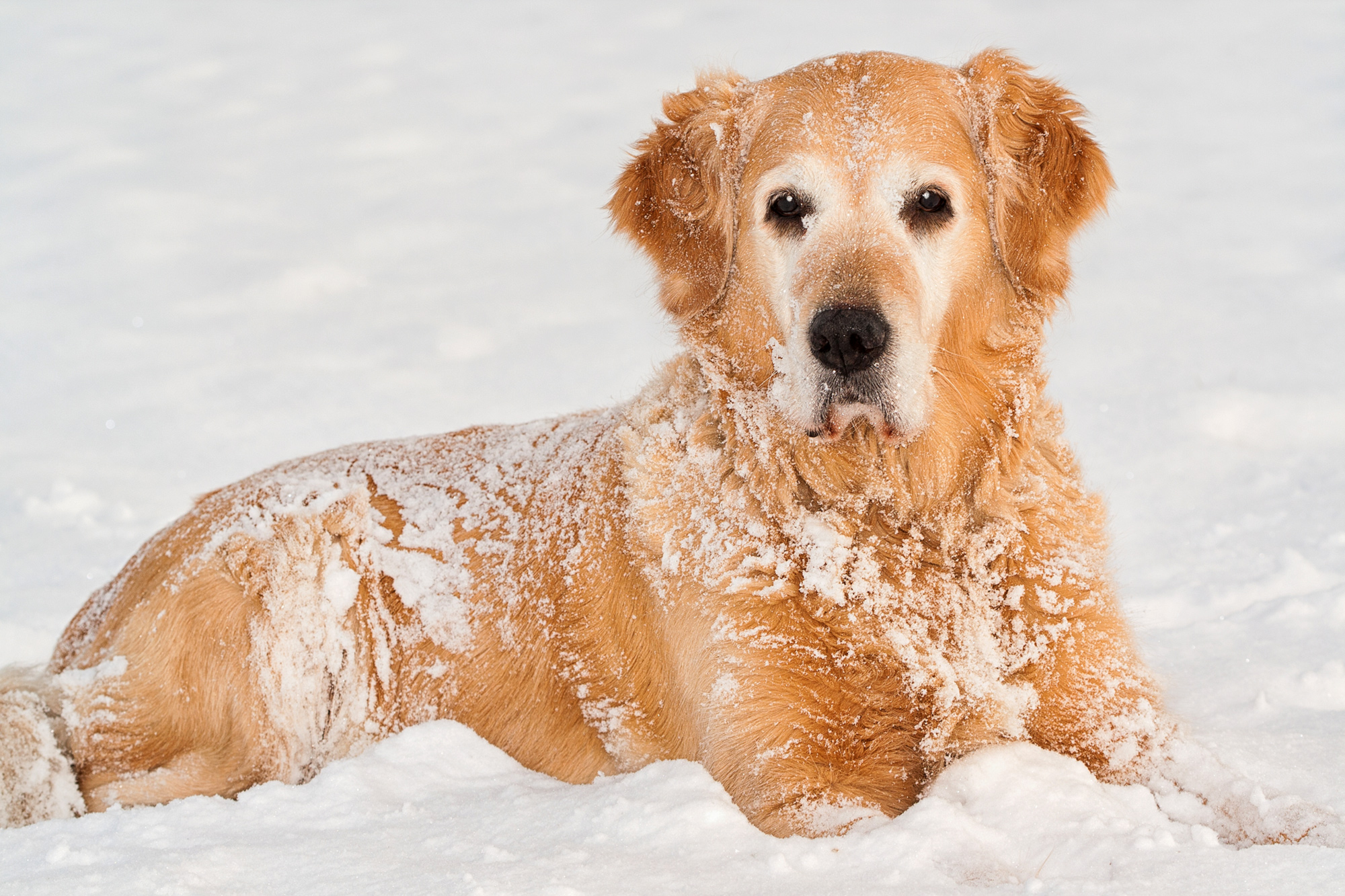 shutterstock_120942460_Urheberrecht_Petr_Jilek