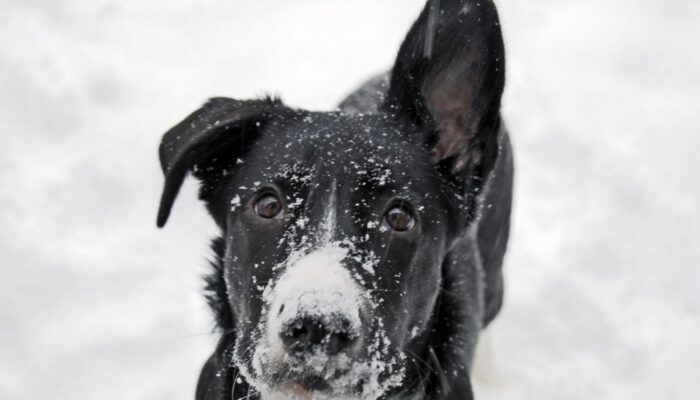 shutterstock_16704982_Urheberrecht_Kim_D._Lyman