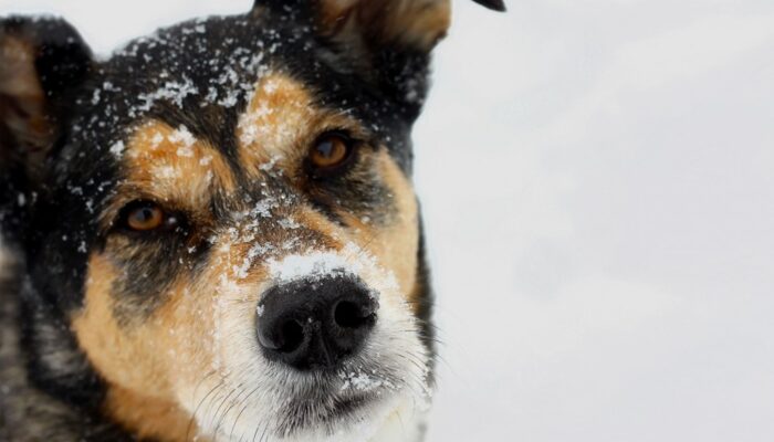 shutterstock_175759532_Urheberrecht_Christin_Lola