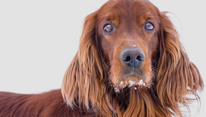 shutterstock_179443403_Urheberrecht_Artem_Bilyk