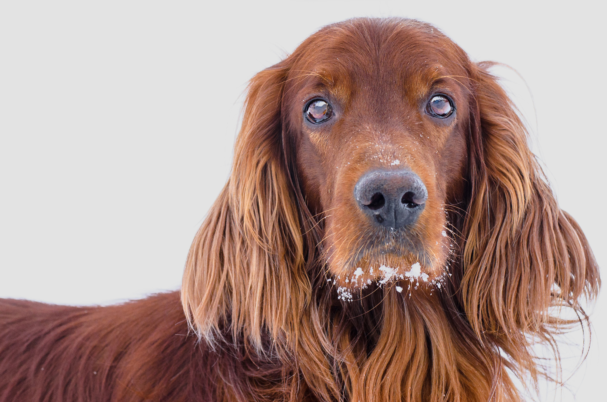 shutterstock_179443403_Urheberrecht_Artem_Bilyk