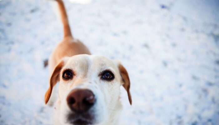 shutterstock_223615510_Urheberrecht_InBetweentheBlinks