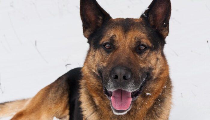 shutterstock_227450761_Urheberrecht_Xseon