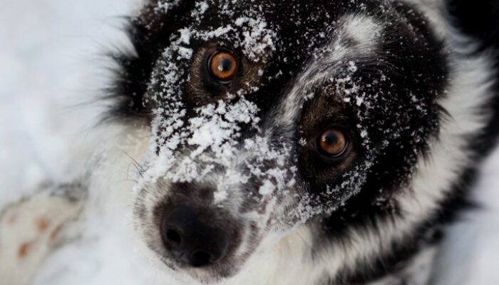 shutterstock_43072234_Urheberrecht_AnnaIA