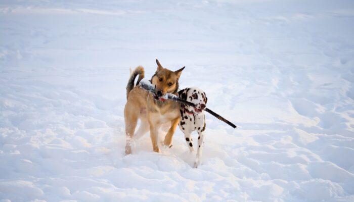 shutterstock_44838898_Urheberrecht_Yurochka_Yulia