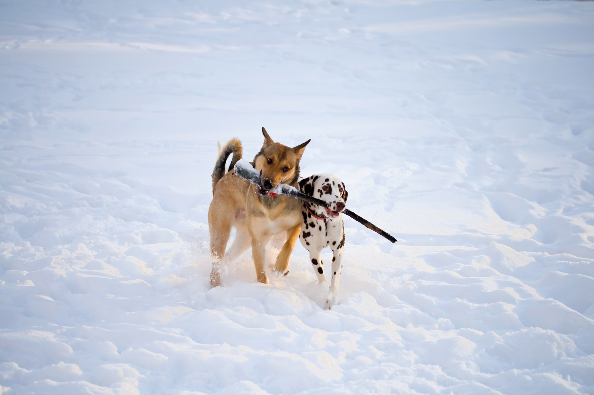 shutterstock_44838898_Urheberrecht_Yurochka_Yulia