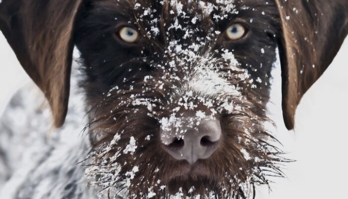 shutterstock_69023089_Urheberrecht_Czesznak_Zsolt