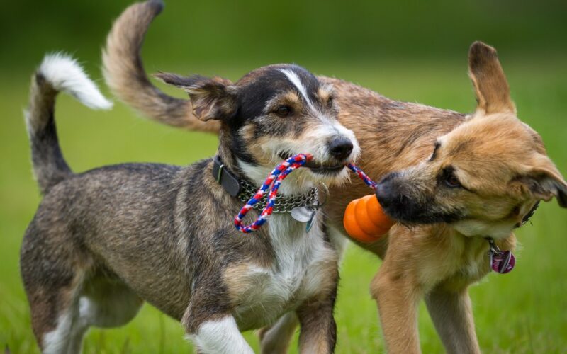 dogness_sommer15_08