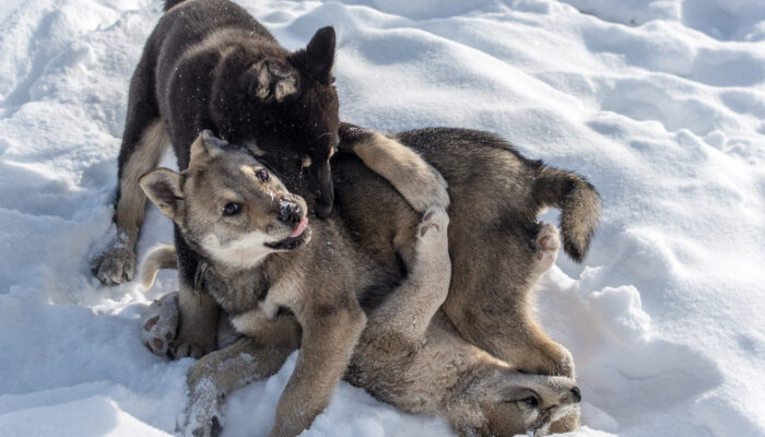 dogness_shutterstock_135892646_Urheberrecht_Vladimir_Sevrinovsky