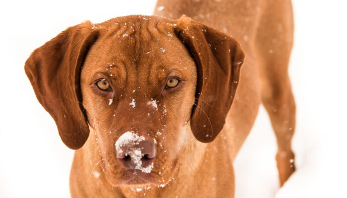 dogness_shutterstock_181241435_Urheberrecht_Zaharia_Bogdan_Rares