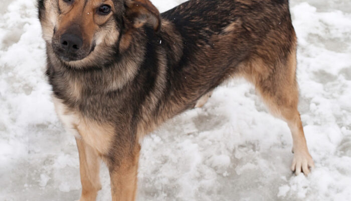 dogness_shutterstock_252303940_Urheberrecht_hannadarzy