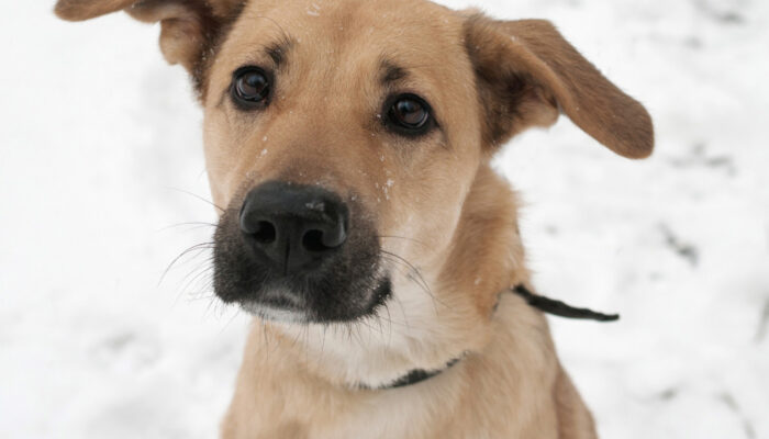 dogness_shutterstock_252307960_Urheberrecht_hannadarzy