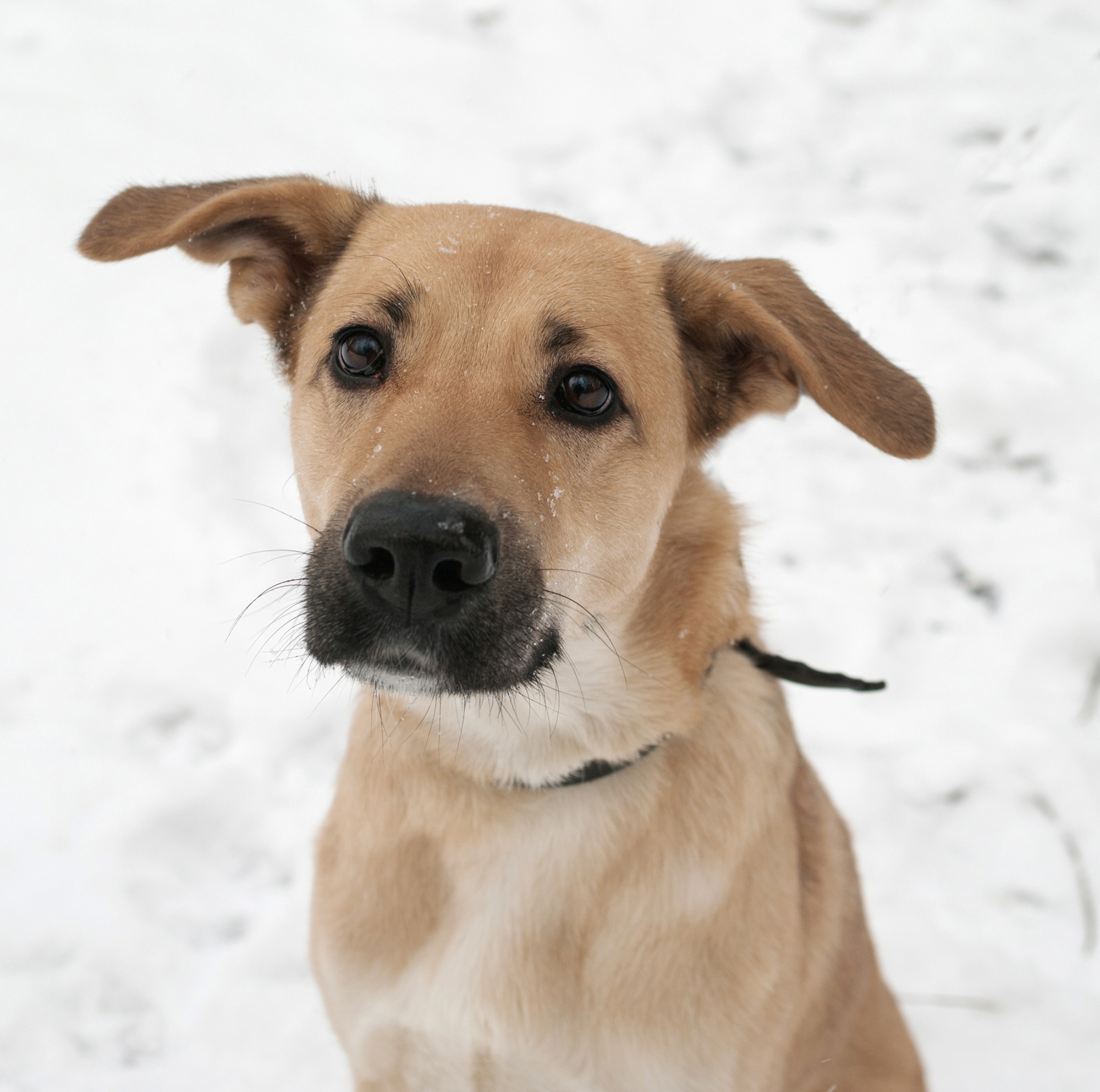 dogness_shutterstock_252307960_Urheberrecht_hannadarzy