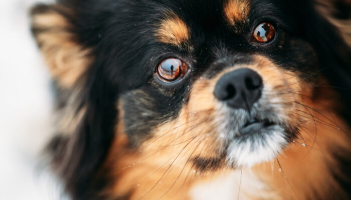 dogness_shutterstock_262932797_Urheberrecht_Grisha_Bruev