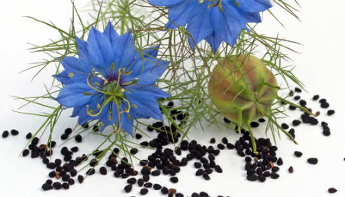 Agyptisches Schwarzkümmel Bild