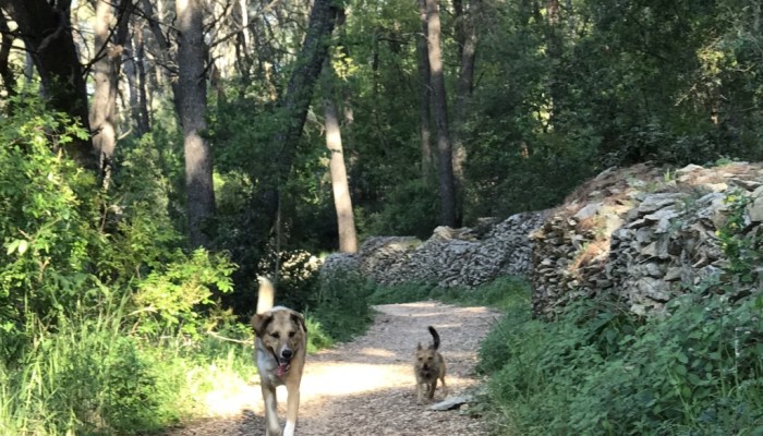 2017 Bild BA Splitpost