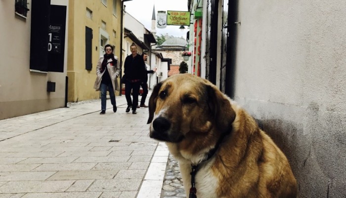 2017 Bild Blog BA Sarajevo 1.2