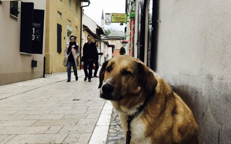 2017 Bild Blog BA Sarajevo 1.21