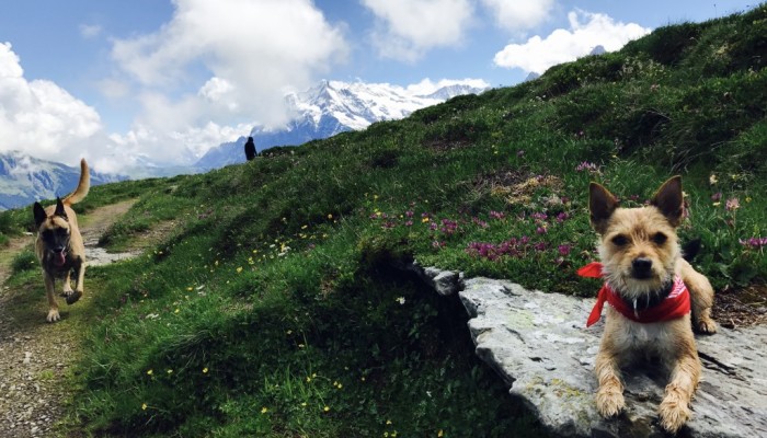 2017 blogbild Ultra Trail