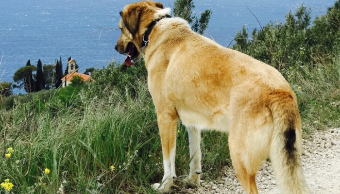 201707 Bild 3 Blog Biokovo