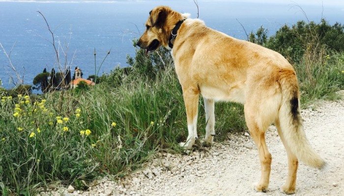 20170714 Bild Blog Biokovo 1