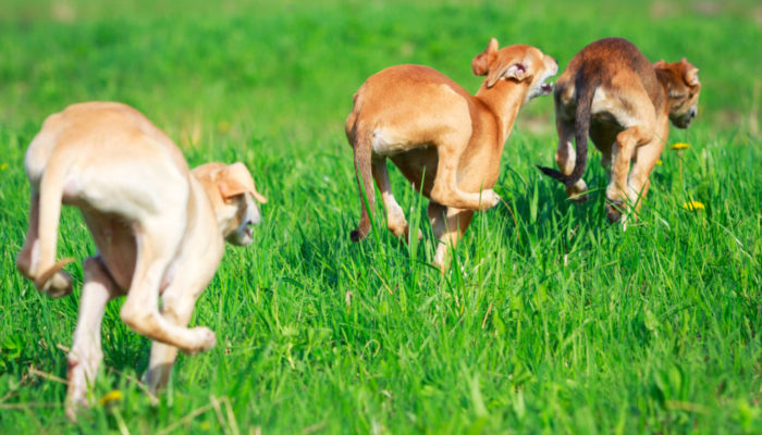 3 Rennende Hunde von hinten in Grün