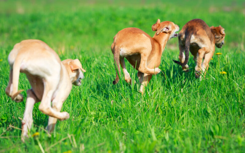 3 Rennende Hunde von hinten in Grün