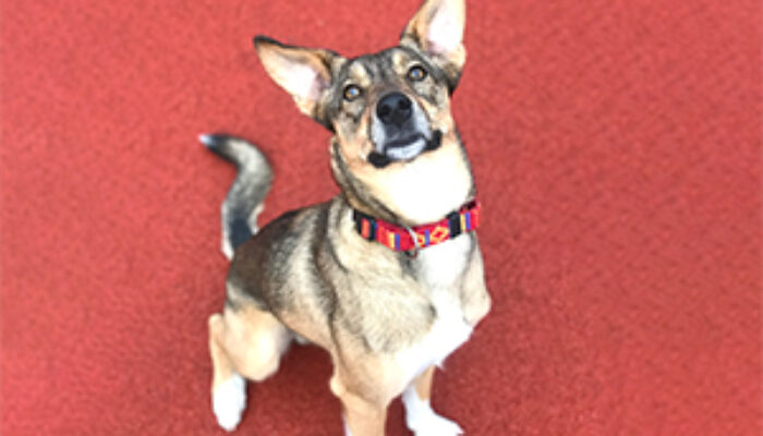 Dogness-Portrait-Lupo