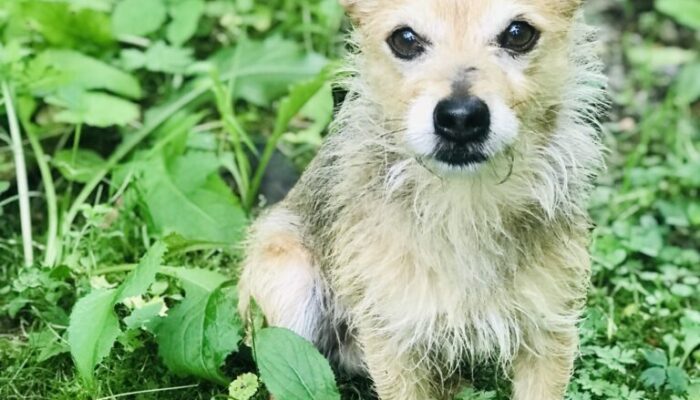 Gizmo Blog