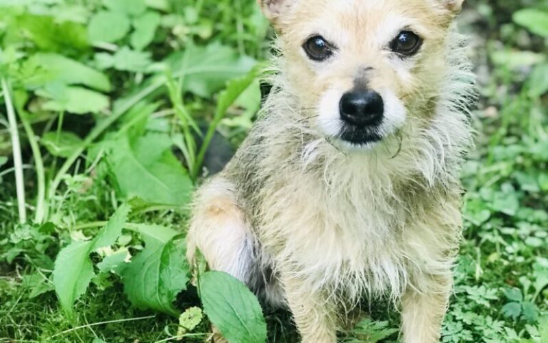 Gizmo Blog