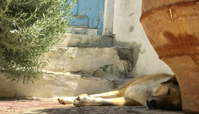 Willow in Greece_2017